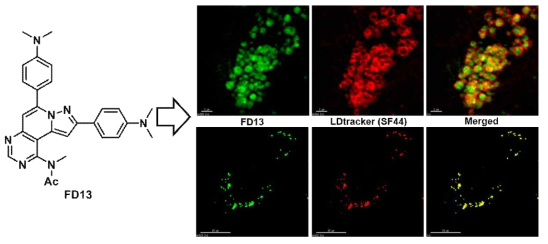 Fluoremidine(FD) 기반의 형광물질(FD13)을 활용한 세포 내 지방방울의 관찰