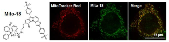 퓨로인돌리진 기반의 형광물질(Mito-18)을 활용한 세포 미토콘드리아의 관찰