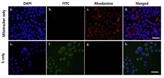 시판되는 Mitotracker 와는 다른 파장 영역(FITC)에서 선택적으로 미토콘드리아 염색이 가능한 5번 프로브