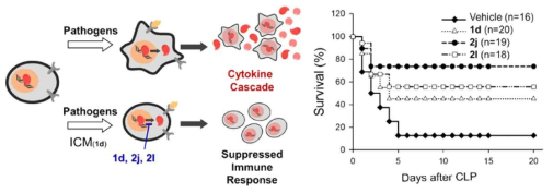ICM(1d) 및 개선된 물질(2j, 2l)의 작용 기전 및 패혈증 쥐 모델(CLP) 에서의 생존율 개선