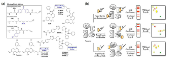 (a) 세 가지 광반응성 작용기(benzophenone, diazirine, aryl azide). (b) 세 가지 광반응성 작용기에 따른 비특이적 단백질 결합 패턴 분석