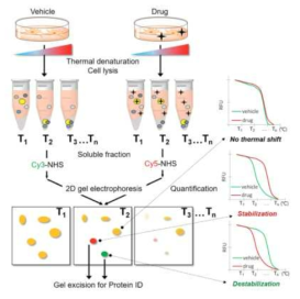 열 안정성 변화 기반 형광 차이를 이용한 표적 단백질 규명법의 개요