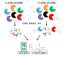 제한적 단백질분해법 및 LC-MS/MS 단백체 분석법의 모식도