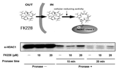 비수식 제한적 단백질분해법을 통한 FK228과 표적단백질 HDAC1과의 결합 검증