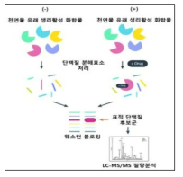 제한적 단백질분해법 및 LC-MS/MS 단백체 분석법의 모식도