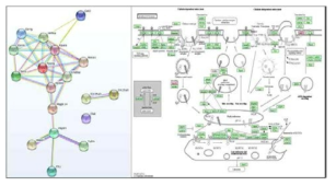 STRING & KEGG pathway 분석