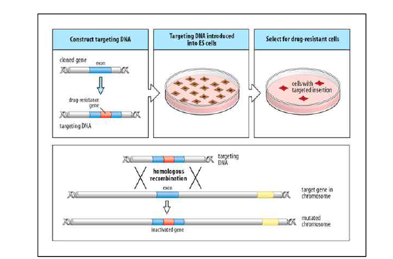 Targeting vector의 형질 주입을 통한 Knockout 세포 주 제작 원리