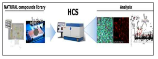 고효율 세포 기반 검색 시스템 (HCS)의 모식도