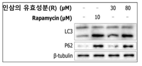 인삼의 유효성분(R) 처리에 의한 LC3-II으로의 전환 검증