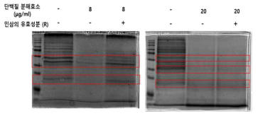 SDS-PAGE 및 CBB staining을 통해 얻어진 단백질 양적 변화