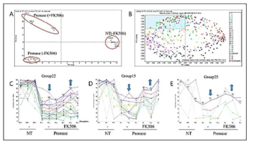 LC-MS/MS 단백체 분석법을 이용한 PCA 및 단백질 클러스터링 분석 (A: SWATH 정량 분석을 통한 PCA 분석, B: 단백질 발현 패턴 분석, C-E: FK506 처리로 인해 단백질 분해효소의 저항성을 보이는 단백질 분석)