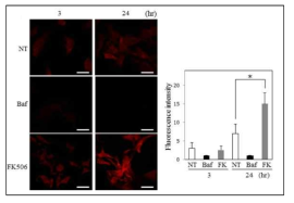 Acridine orange 염색을 이용한 FK506의 세포 내 오토파지 활성 측정