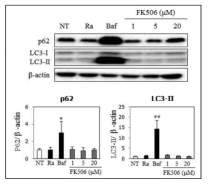 오토파지의 특이적 마커 p62 발현 및 LC3-II 전환 측정