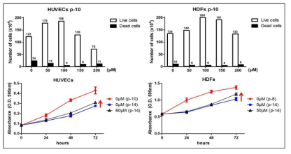 정상 세포 주 2종(HUVECs p-14, HDFs p-10)에서의 세포 독성 및 증식 효과 실험 결과