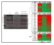 SDS-PAGE의 In gel digestion 부위에 해당하는 25개 후보 단백질의 Heat map 결과