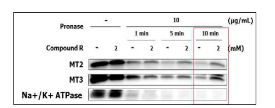 MT2와 MT3의 pronase 처리 시간별 제한적 단백질 분해법 실험 결과