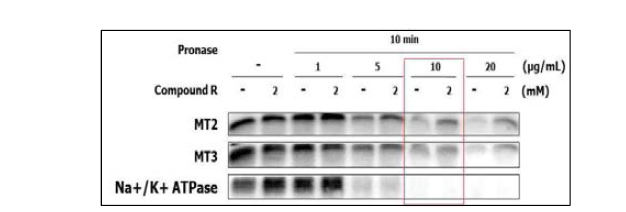 MT2와 MT3의 pronase 처리 농도별 제한적 단백질 분해법 실험 결과