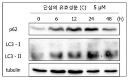 단삼의 유효성분(C) 처리에 의한 LC3-II으로의 전환 검증