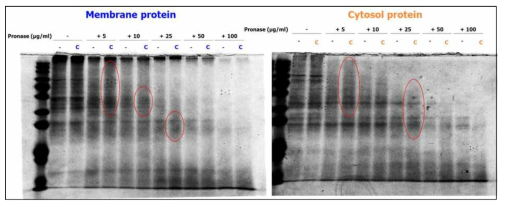 SDS-PAGE 및 CBB staining을 통해 얻어진 단백질 양적 변화 및 단백질 분해효소 농도범위