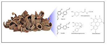 후박나무 껍질 및 유효성분