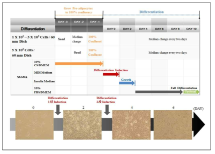 3-1 정상전 교수팀과의 협력연구를 통한 3T3-L1 지방전구세포 분화시스템 구축