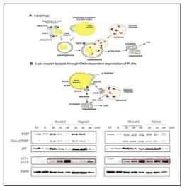 오토파지로 인한 세포 내 지방 대사 작용 기작 (위쪽) 및 지방세포에서의 일후박 줄기껍질 유효성분 3종의 오토파지 유도활성 검증 (아래쪽)