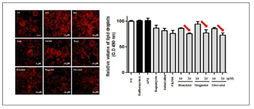 Oil-Red-O staining을 이용한 일후박 줄기껍질 유효성분 3 종 (honokiol, magnolol, obovatol)의 세포 내 항비만 활성 측정