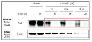 제한적 단백질 분해법을 이용한 신경교묘종 U251세포에서 일후박 줄기껍질 유효성분 1종 (obovatol)과 ANO1의 직접적 결합 검증