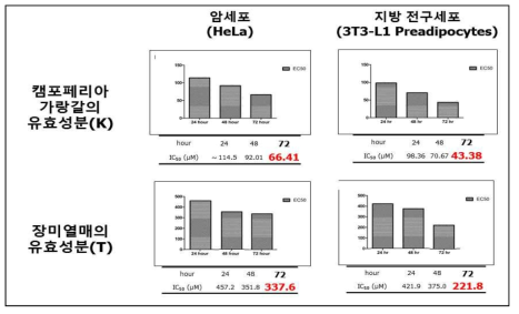 암세포와 지방전구세포에서 캠포페리아 가랑갈의 유효성분(K)와 장미열매의 유효성분(T)의 세포 증식 저해 효과