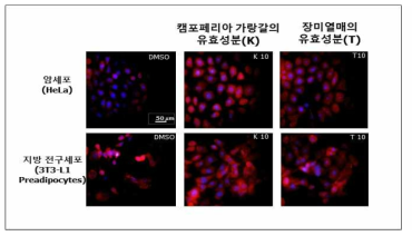 암세포와 지방 전구세포에서 캠포페리아 가랑갈의유효성분(K)와 장미열매의 유효성분(T) 처리로부터 라이소좀 활성 변화 관찰