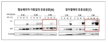 지방 전구세포에서 캠포페리아 가랑갈의 유효성분(K)와 장미열매의 유효성분(T) 처리시 오토파지 분자적 수준 마커 관찰