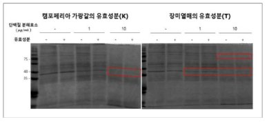 SDS-PAGE와 CBB staining을 통하여 확인한 제한적 단백질 분해 정도의 변화