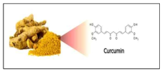 울금에서 추출된 생리활성 화합물 커큐민 (curcumin)