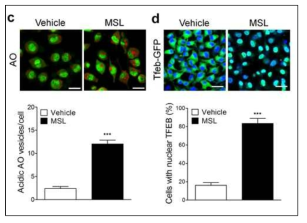 MSL 화합물의 오토파지 및 전사인자 TFEB의 핵으로의 이동 유도 활성 규명