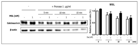 비수식 제한적 단백질 분해법을 이용한 MSL 화합물과 표적단백질 calcineurin A와의 직접적인 결합 검증