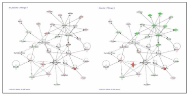 인삼의 유효성분 (R) 처리로부터 발현이 변화된 노화 관련 단백체 clustering 결과