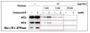 진피섬유아세포에서 MT2와 MT3의 pronase 처리 시간별 제한적 단백질 분해법 실험 결과