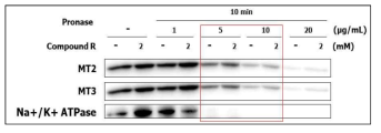 진피섬유아세포에서 MT2와 MT3의 pronase 처리 농도별 제한적 단백질 분해법 실험 결과