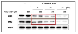 MT2와 MT3의 pronase 처리 시간별 제한적 단백질 분해법 실험 결과