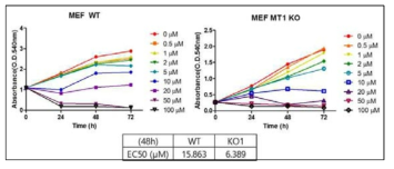 MT1이 knockout된 세포 주를 이용한 세포 증식 효과 실험 결과