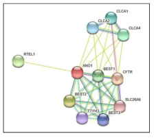 일후박 줄기껍질 유효성분 1종 (obovatol)의 표적단백질 ANO1의 STRING 네트워크 분석
