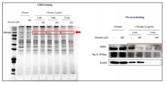 제한적 단백질 분해법을 이용한 일후박 줄기껍질 유효성분 1종 (obovatol)의 ANO1과의 결합 검증
