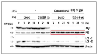 캠포페리아 가랑갈 유효성분 (K)의 세포내 특정 오토파지 관련 인자에 특이적 작용 결과