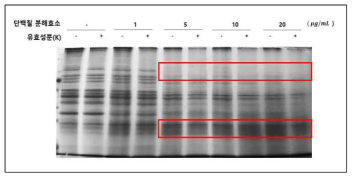 캠포페리아 가랑갈의 유효성분 (K)에 의한 단백질 안정성 변화 및 단백질 분해효소 농도 조건의 설정