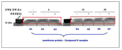 LC-MS/MS 단백체 분석을 위한 in gel digestion 시료 제작