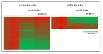 캠포페리아 가랑갈 유효성분 (K) 처리로인해 단백질 분해효소 pronase로부터 안정성의 증가 양상을 보이는 21종의 단백질과, 안정성의 감소 양상을 보이는 8종의 단백질의 SWATH 분석 단백질 정량 수치 Heat map 결과