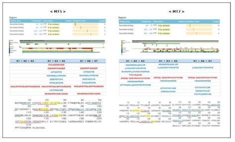 표적단백질 MT5, MT7의 펩타이드 아미노산 서열 기반 생물정보학적 분석 결과