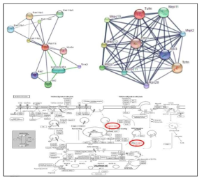 다중 표적단백질 MT5, MT7의 STRING & KEGG pathway 분석