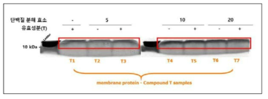 LC-MS/MS 단백체 분석을 위한 in gel digestion 시료 제작