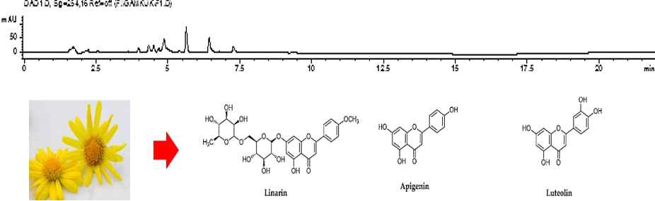 감국 추출물의 유효성분 분석